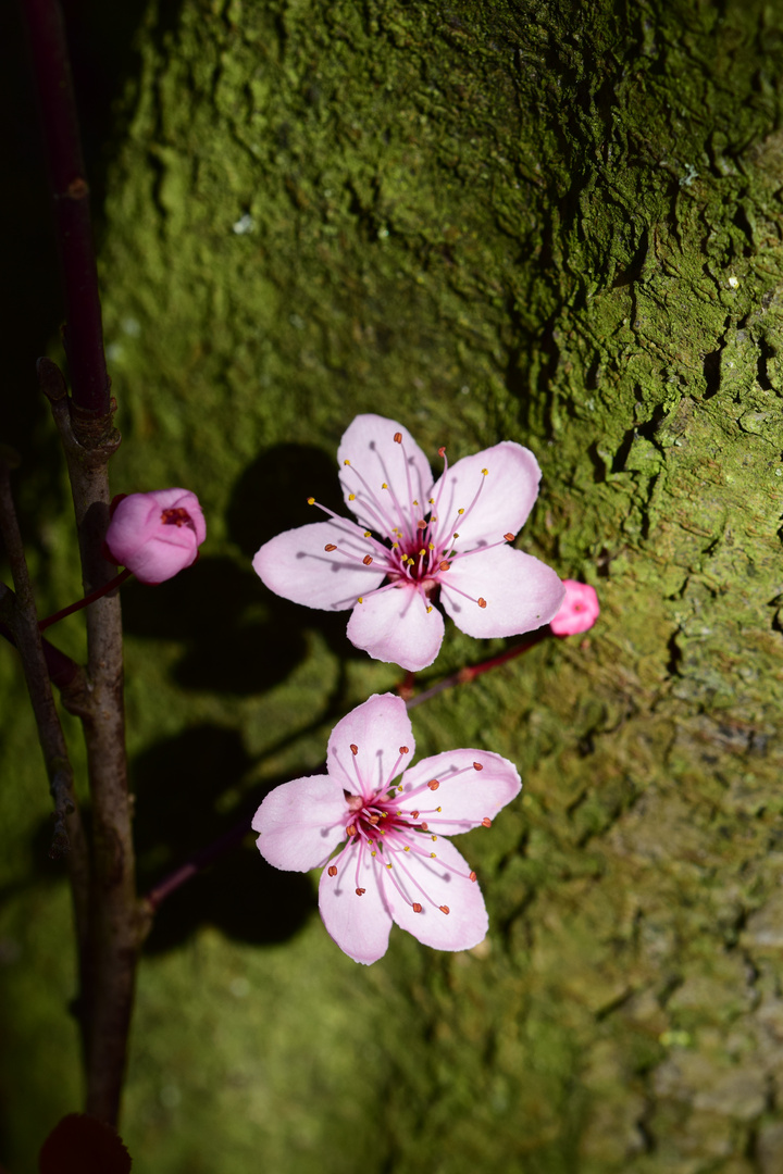 Japanische Kirsche