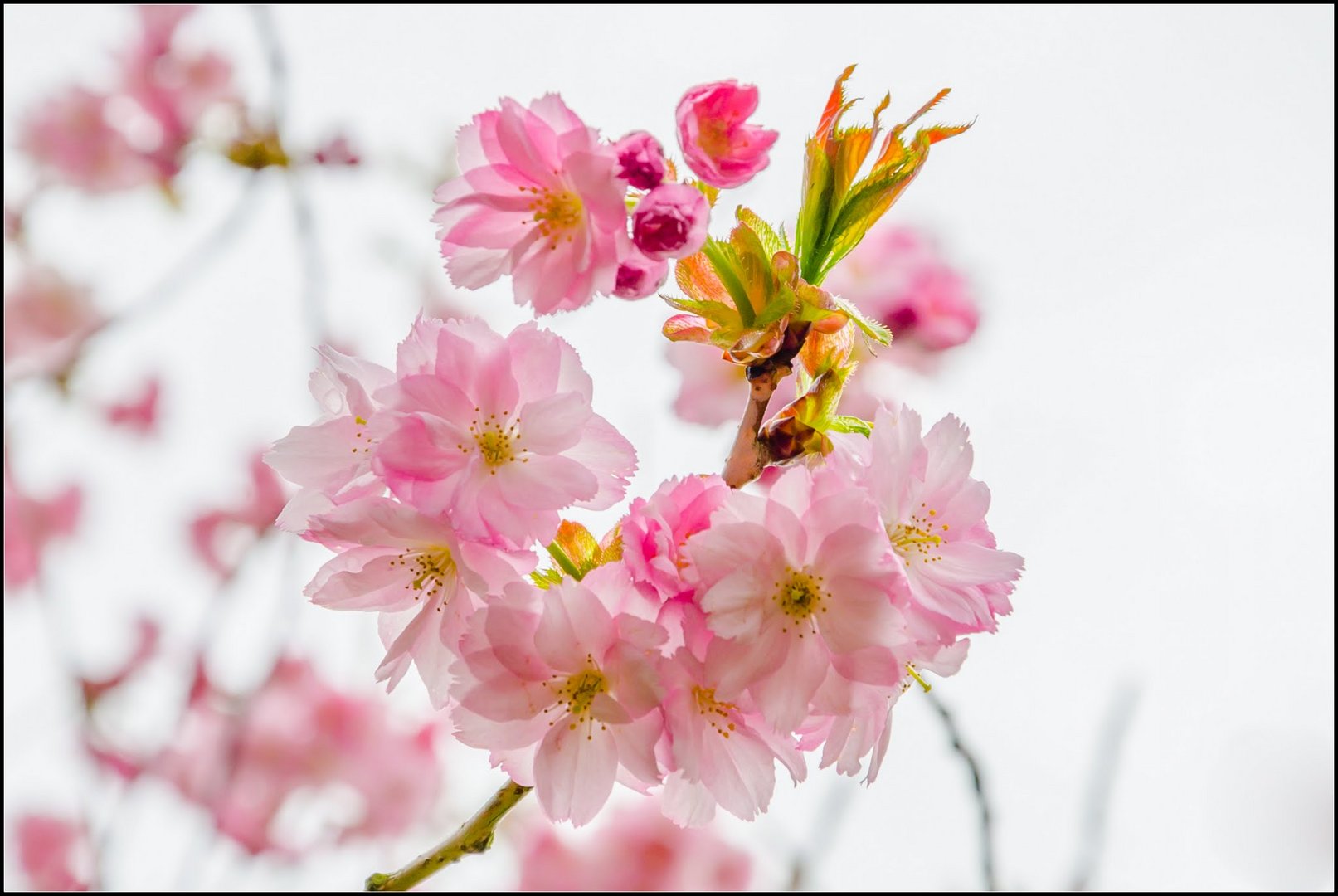 Japanische Kirsche