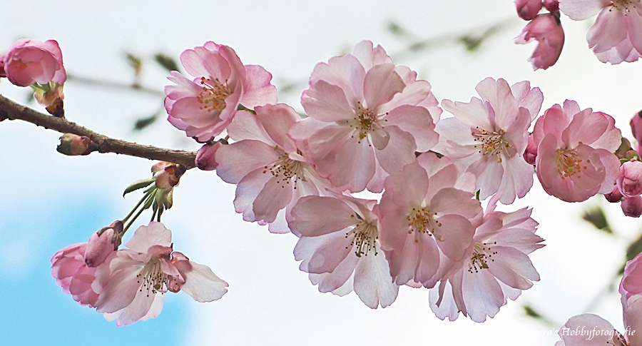 Japanische Kirsche