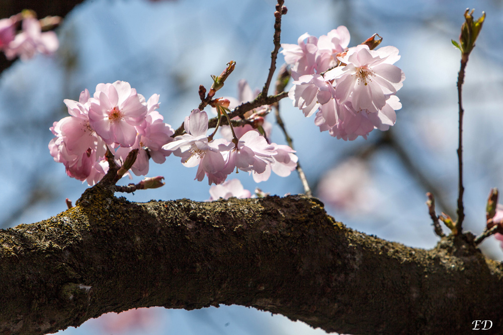 Japanische Kirsche Foto & Bild jahreszeiten, frühling, gärten und