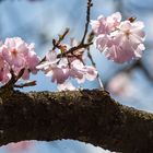 Japanische Kirsche