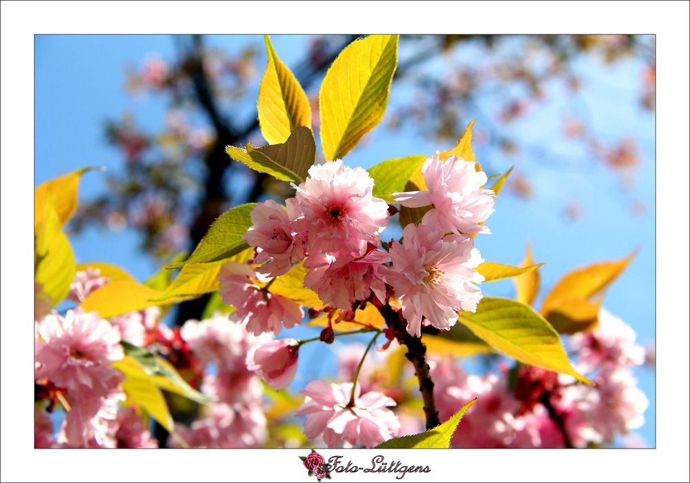 Japanische Kirsche