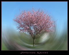 Japanische Kirsche