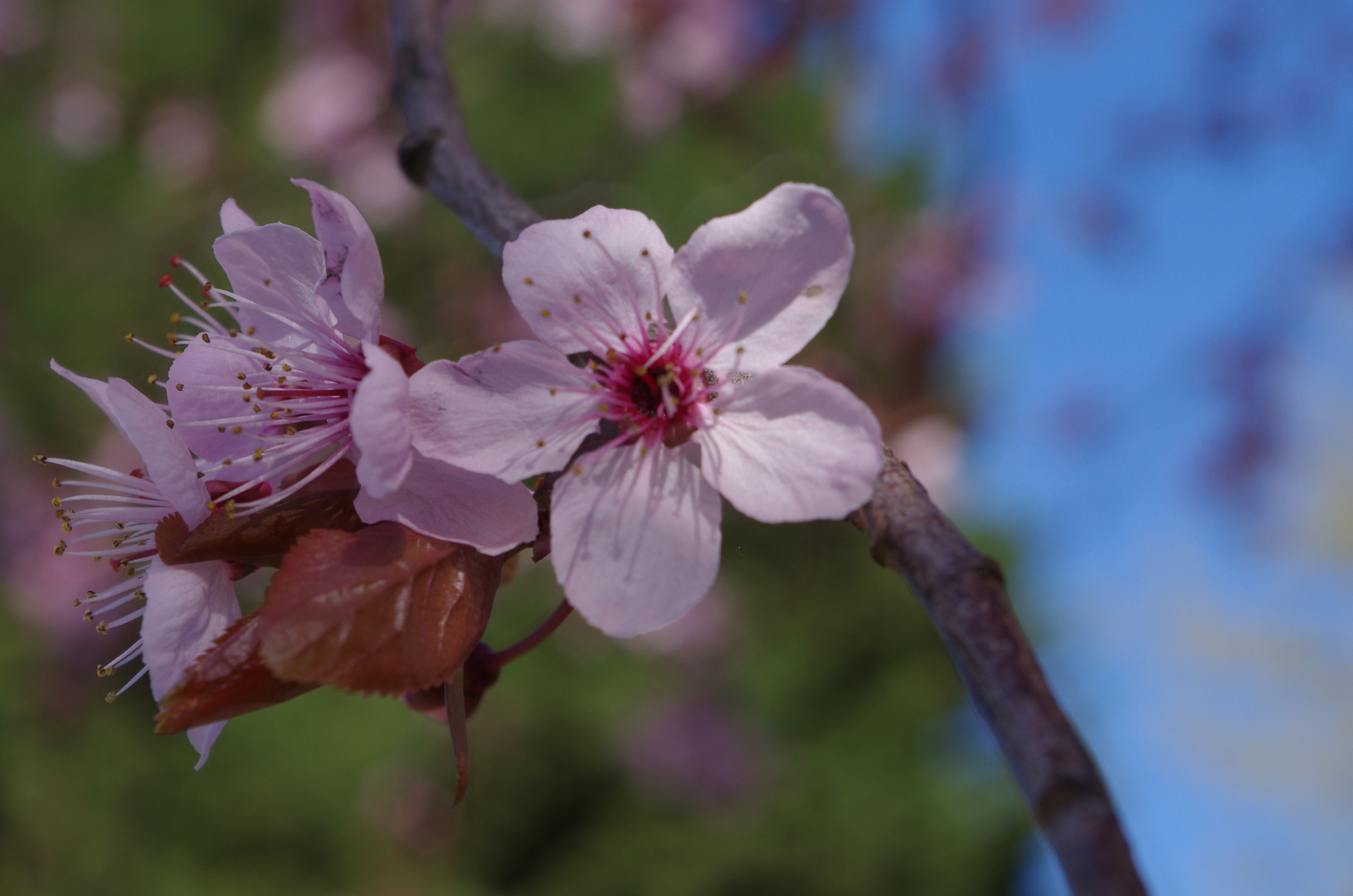 Japanische Kirsche