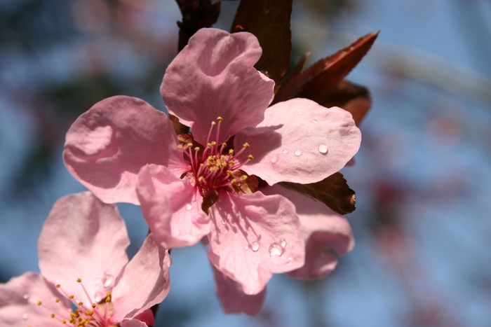 Japanische Kirsche