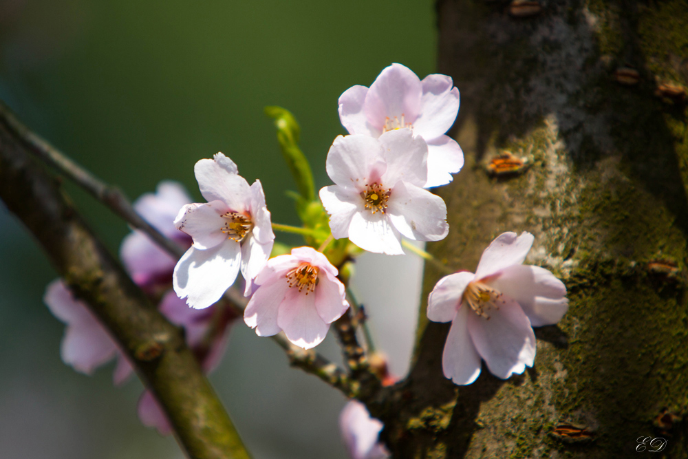 Japanische Kirsche