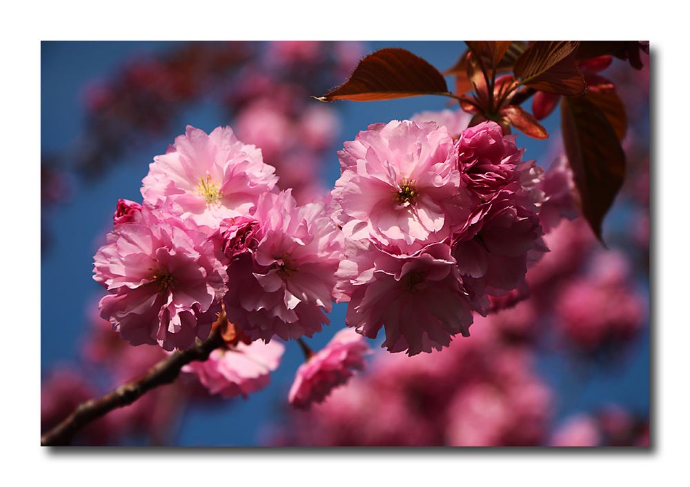 Japanische Kirsche