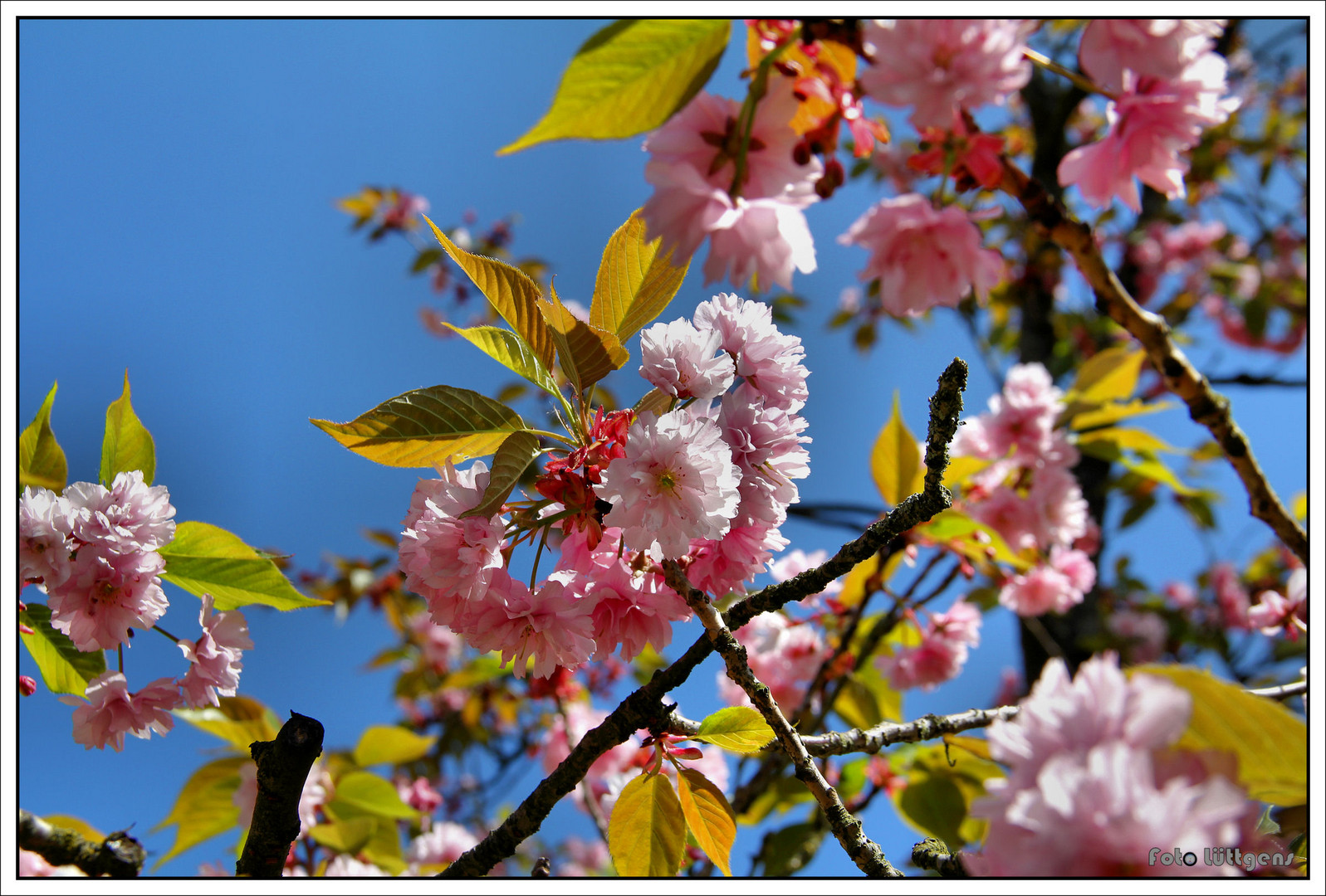 Japanische Kirsche Foto & Bild pflanzen, pilze & flechten, bäume
