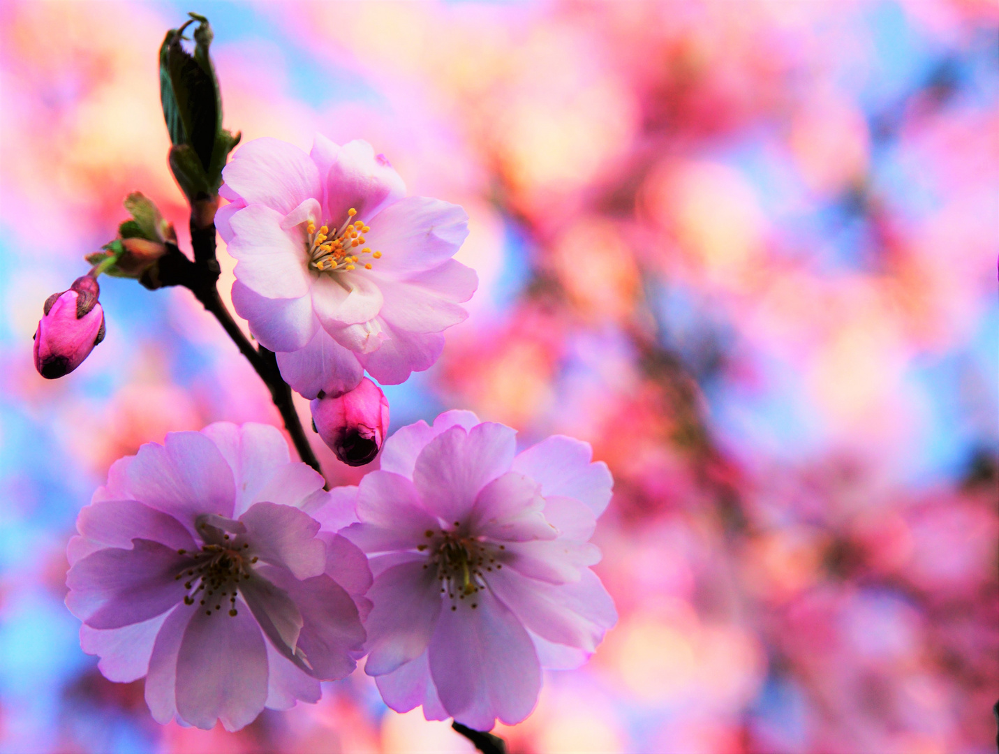 Japanische Kirsche