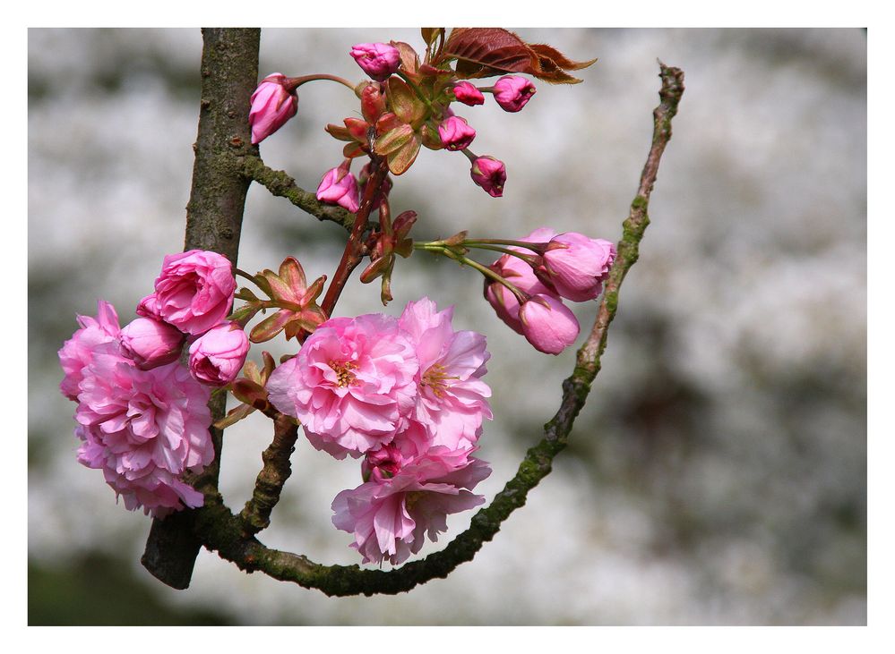 Japanische Kirsche