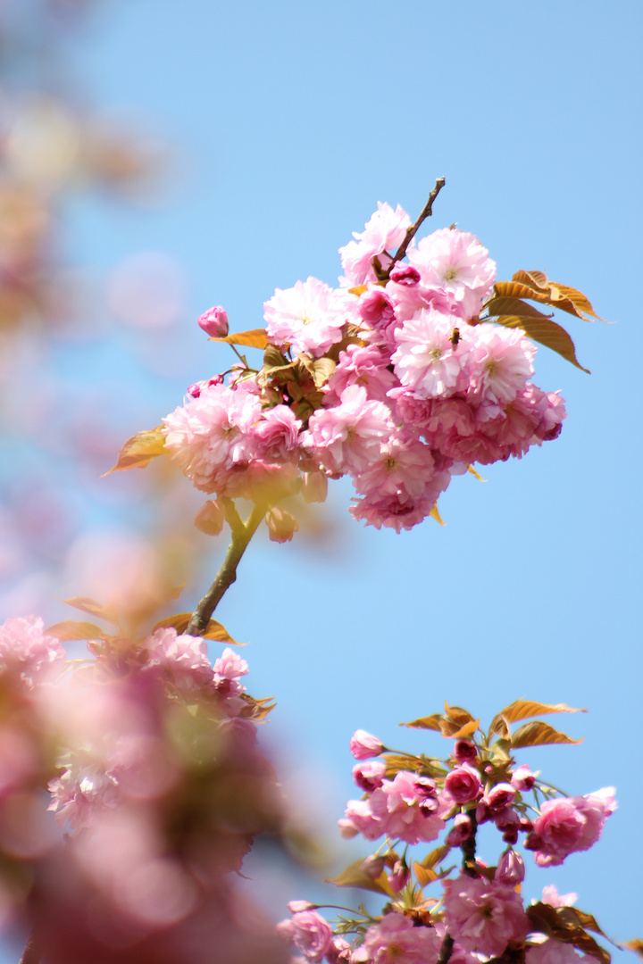 japanische Kirsche