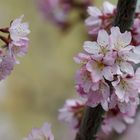 Japanische Kirsche in Blüte