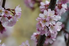 Japanische Kirsche in Blüte