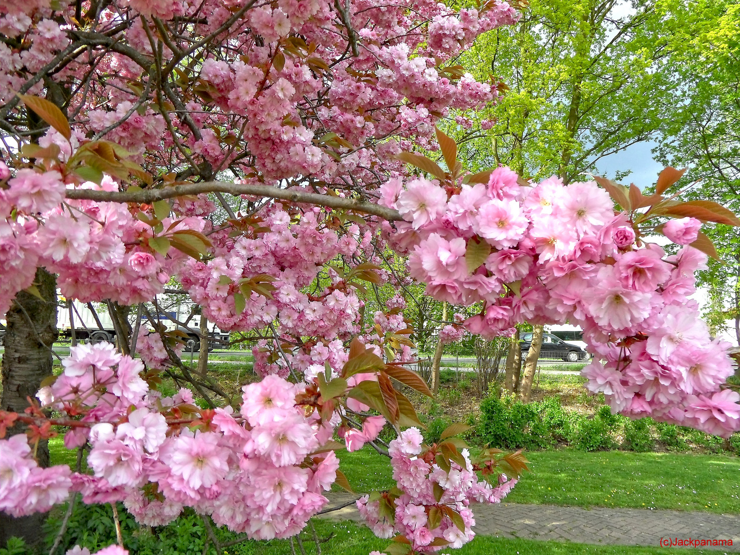 Japanische Kirsche in voller Blüte