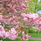 Japanische Kirsche in voller Blüte