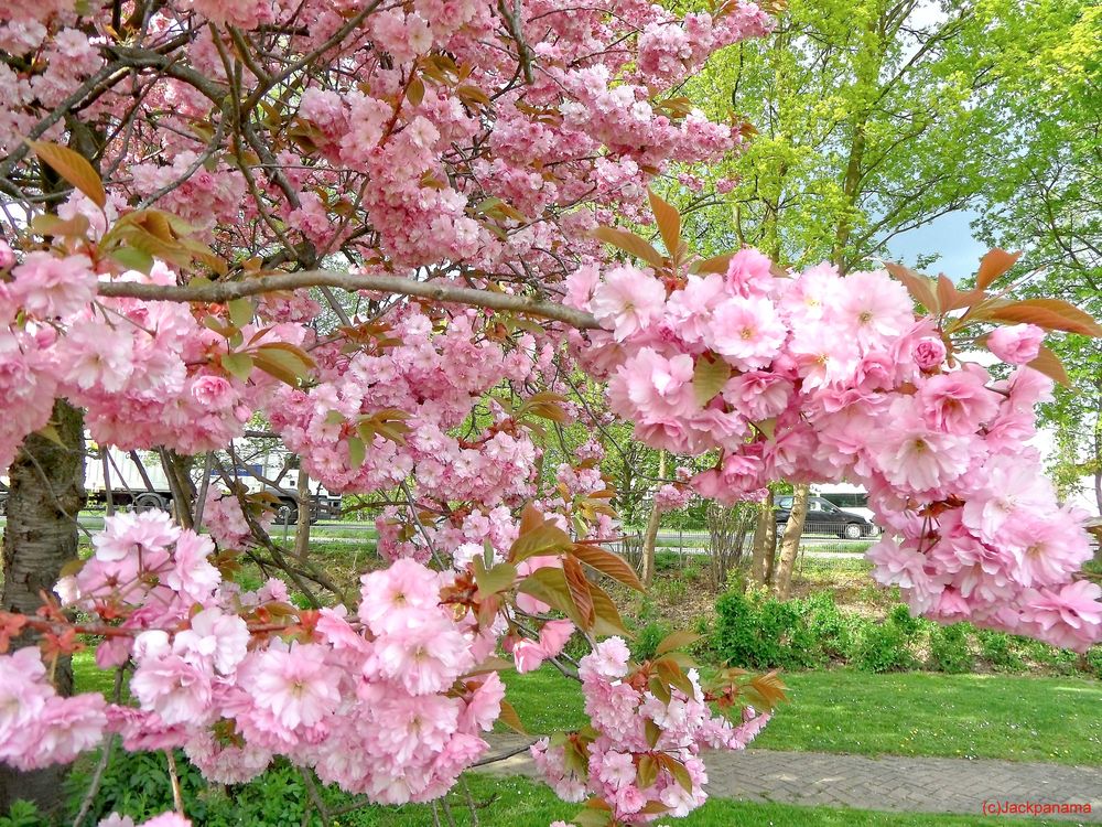 40+ Kirschbaum Jachim Pflanzen, Hervorheben bei den sauerkirschen