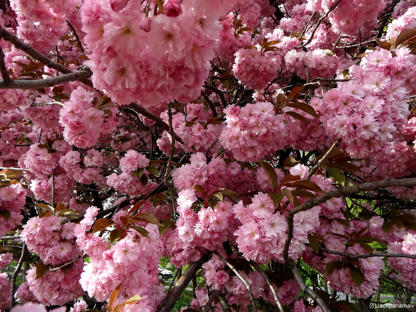 Japanische Kirsche in voller Blüte (2)