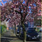 Japanische Kirsche in voller Blüte