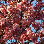 Japanische Kirsche in voller Blüte