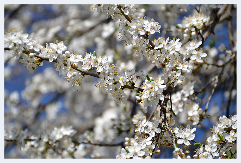 Japanische Kirsche in voller Blüte