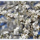 Japanische Kirsche in voller Blüte