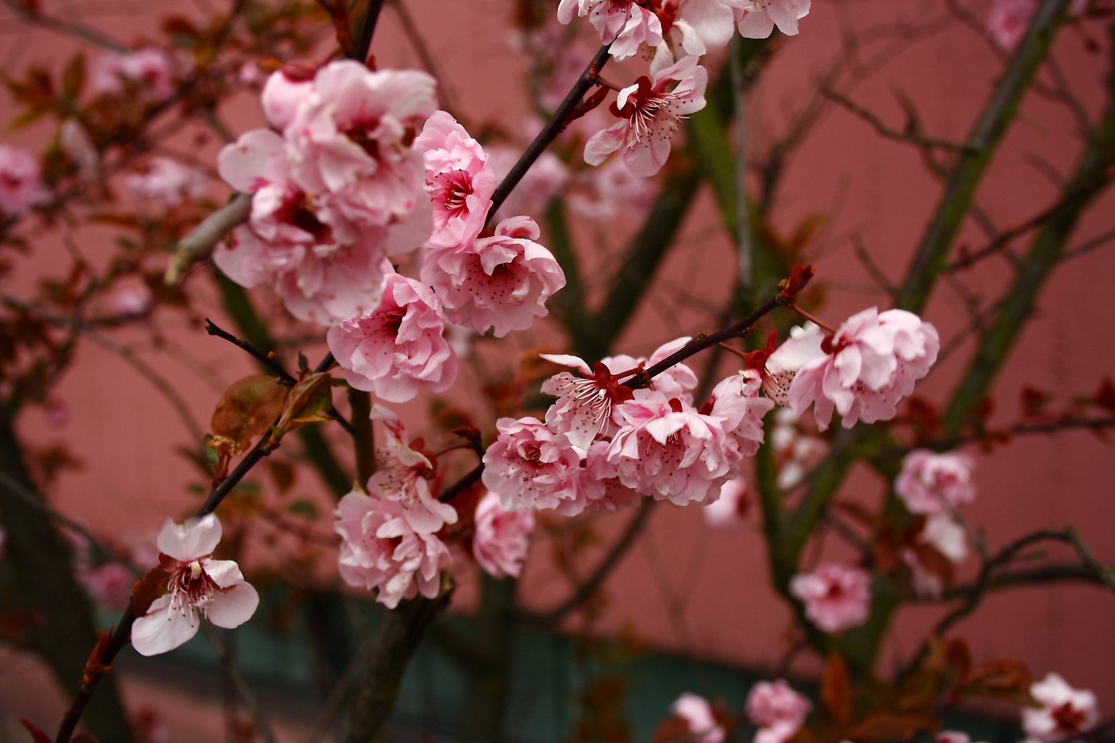 Japanische Kirsche in voller Blüte am St. Elisabeth-Hospital in Herten