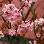 Japanische Kirsche in voller Blüte am St. Elisabeth-Hospital in Herten