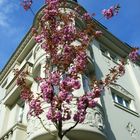 Japanische Kirsche vor Jugendstilhaus-Erker in Münster