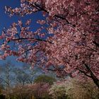 Japanische Kirsche/n