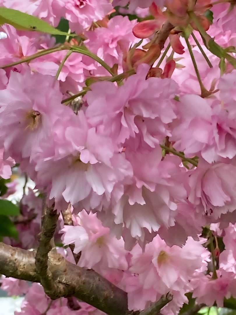 Japanische Kirschenblüte