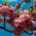 Japanische Kirschenblüte