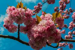 Japanische Kirschenblüte