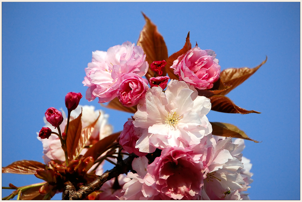 Japanische Kirschenblüten... -2-