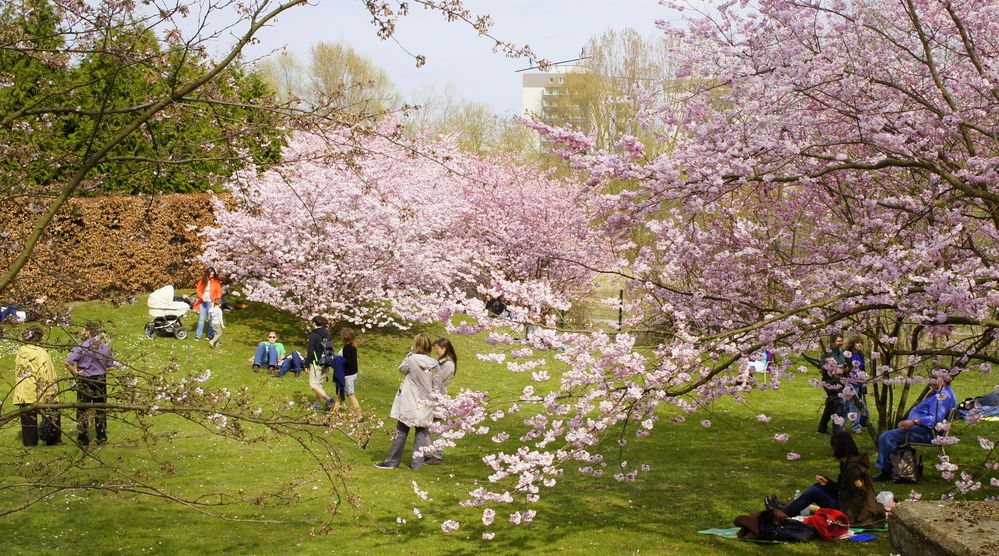 Japanische Kirschlüten