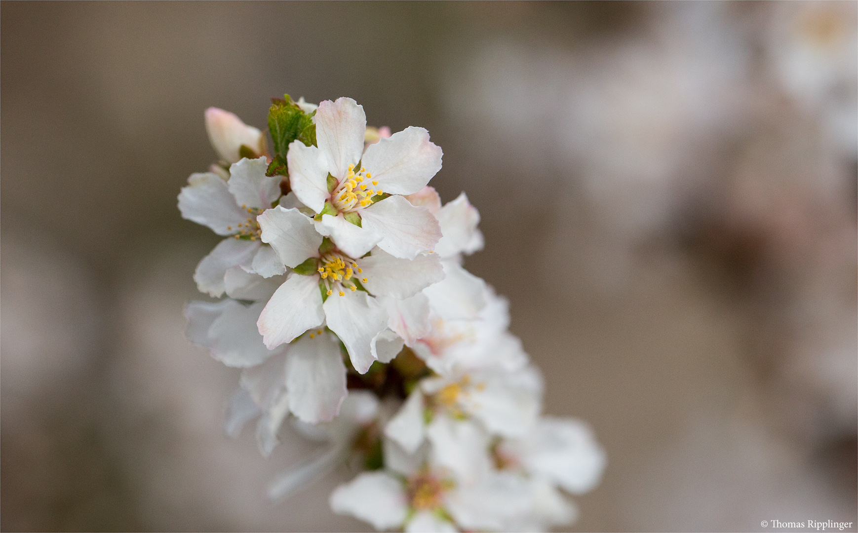 Japanische Kirschmandel (Prunus tomentosa).