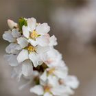 Japanische Kirschmandel (Prunus tomentosa).