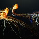 Japanische-Kompassqualle -  Fotograf Tim Flach - Gasometer Oberhausen