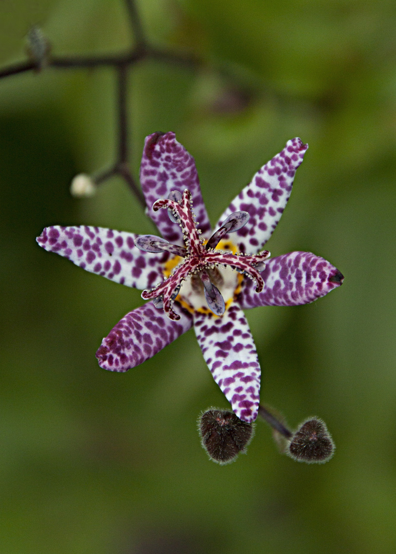 Japanische Krötenlilie (lat.: Tricyrtis hirta)