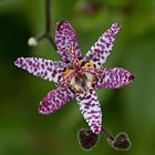 Japanische Krötenlilie (lat.: Tricyrtis hirta)