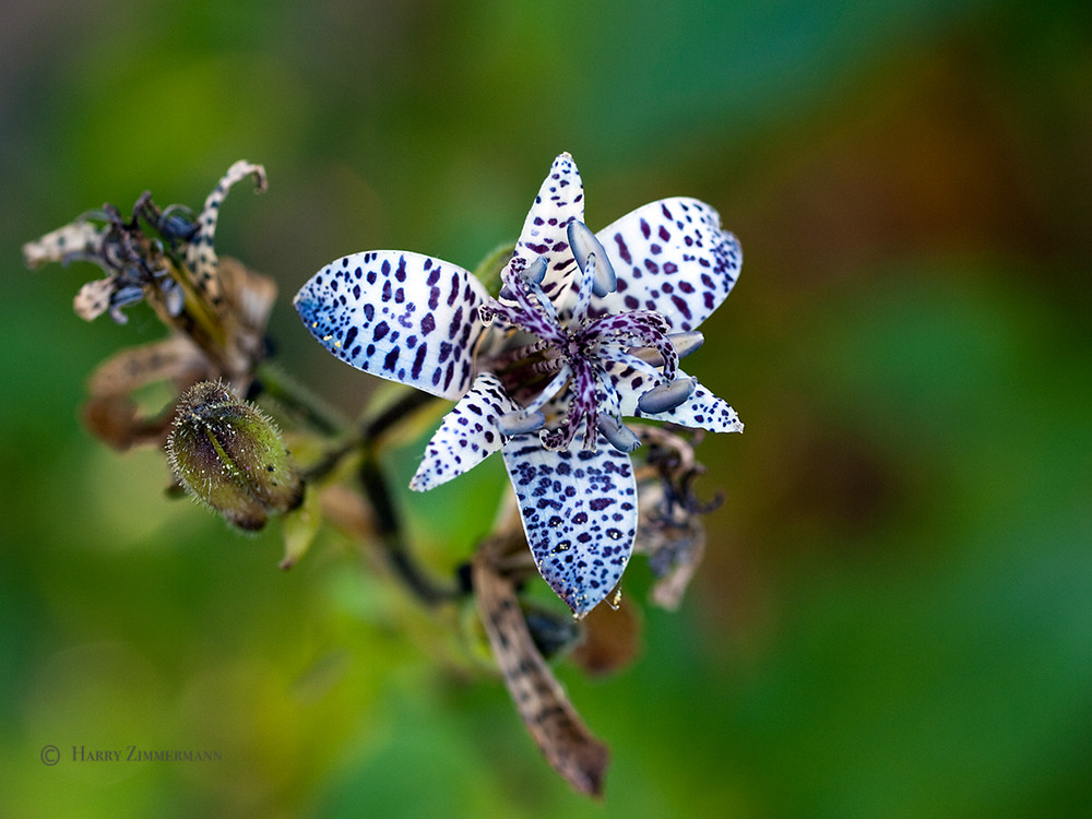 Japanische Krötenlilie (Tricyrtis hirta)