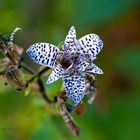 Japanische Krötenlilie (Tricyrtis hirta)