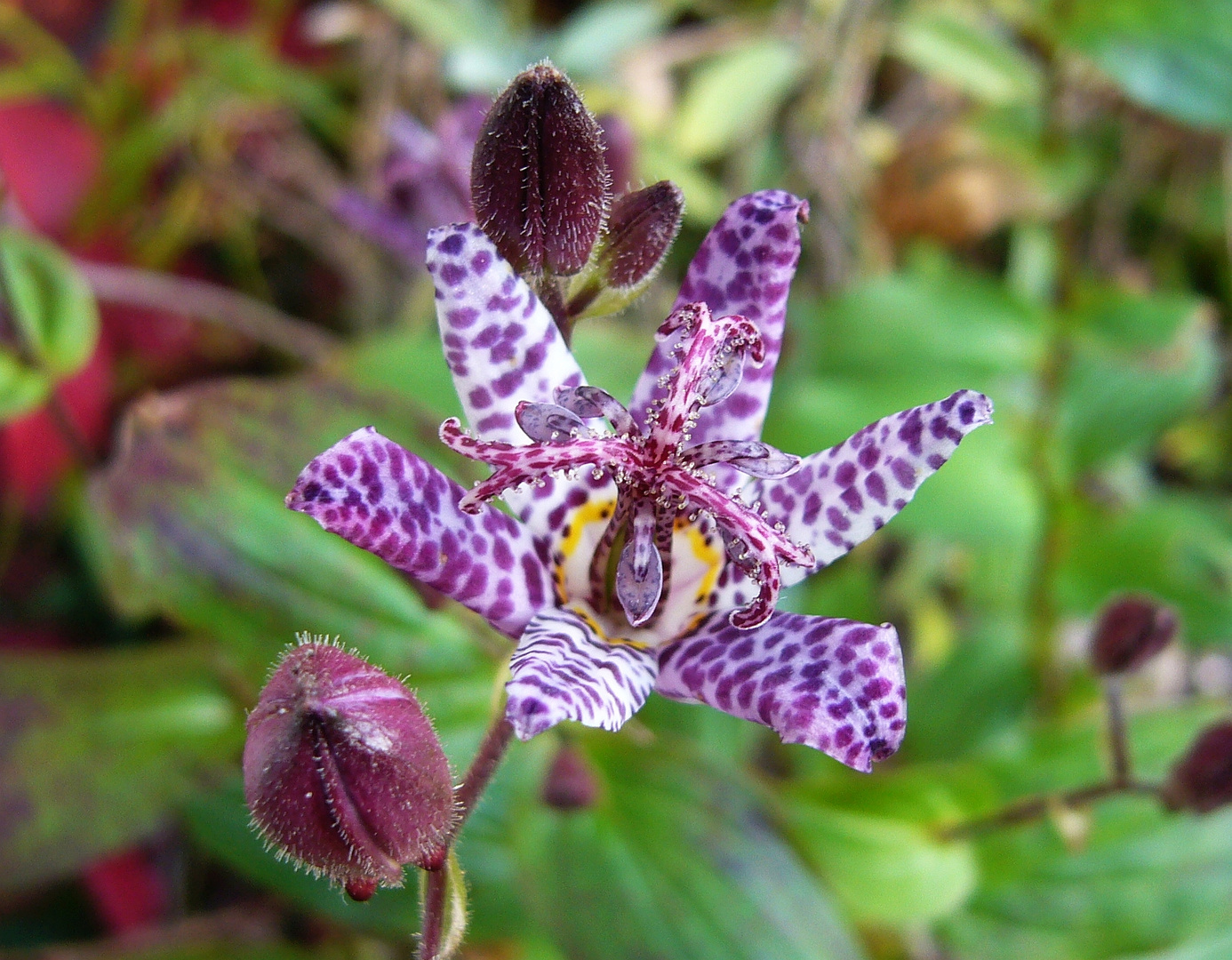 Japanische Krötenlilie (Tricyrtis hirta)