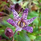 Japanische Krötenlilie (Tricyrtis hirta)