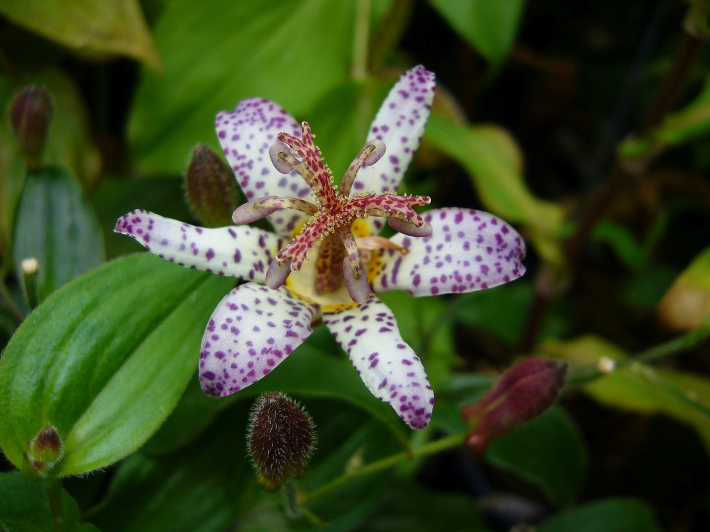 Japanische Krötenlilie (Tricyrtis hirta)