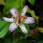 Japanische Krötenlilie (Tricyrtis hirta)