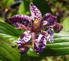 Japanische Krötenlilie (Tricyrtis hirta)