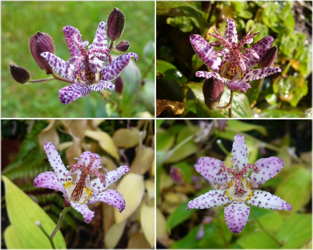 Japanische Krötenlilie (Tricyrtis hirta) - eine Collage