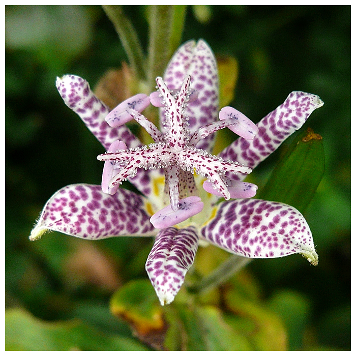 Japanische Krötenlilie - Tricyrtis hirta, Syn. Tricyrtis japonica