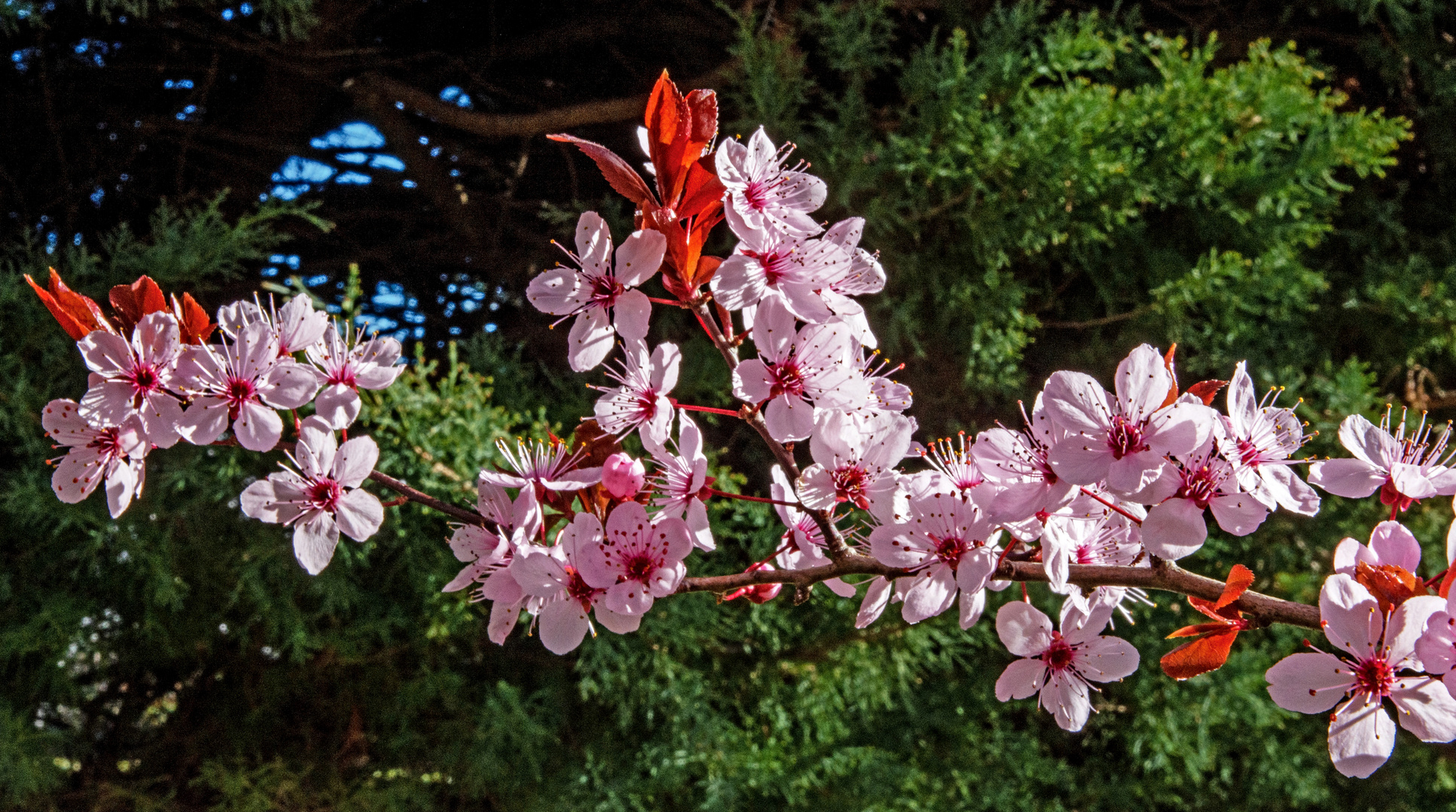 Japanische Krschblüten