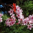 Japanische Krschblüten